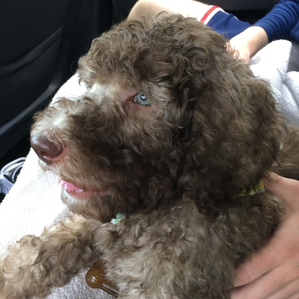 Meet your Posher, Anna